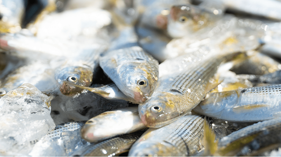 添加物、化学調味料不使用で小さなお子さんも安心