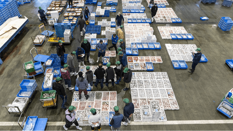 水揚げから加工まで八幡浜市内で完了