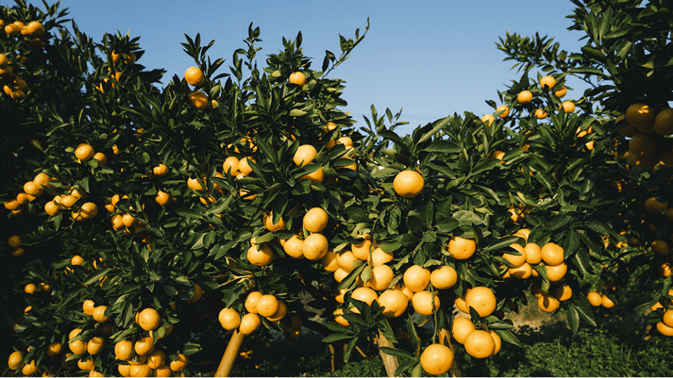 木桶仕込み醤油とみかんの皮がアクセント